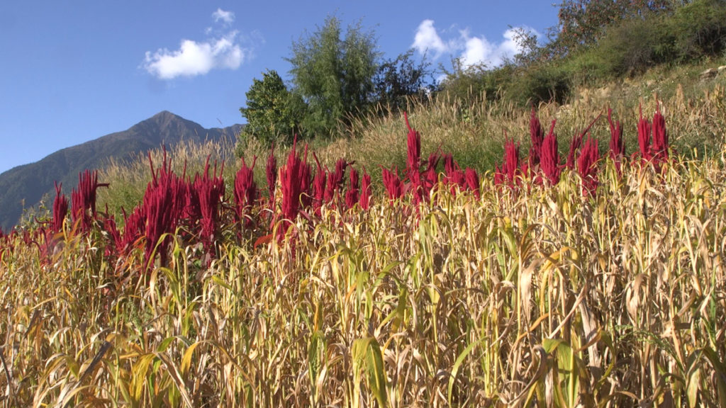 Amaranth growing in Humla